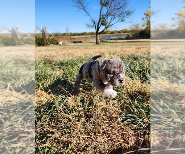 Medium Photo #7  Breeder Profile in MARTELL, NE, USA