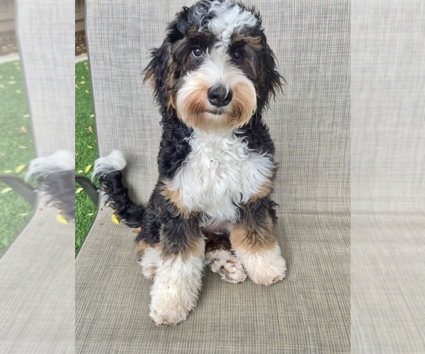 Medium Photo #10  Breeder Profile in BAKERSFIELD, CA, USA