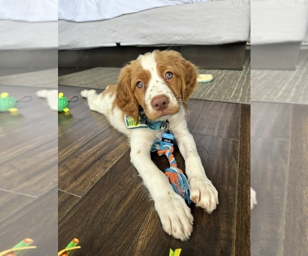 Medium Photo #124  Breeder Profile in HORTENSE, GA, USA