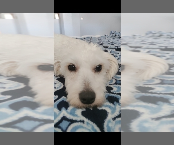 Medium Photo #2  Breeder Profile in BREMERTON, WA, USA