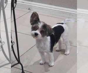 Biewer Terrier Dog Breeder near MODESTO, CA, USA