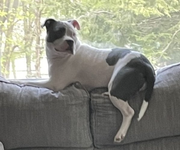 Medium Photo #5  Breeder Profile in NAUGATUCK, CT, USA