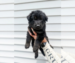 Small #8 Breeder Profile image