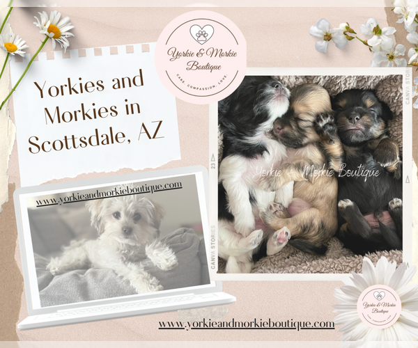 Medium Photo #1  Breeder Profile in SCOTTSDALE, AZ, USA