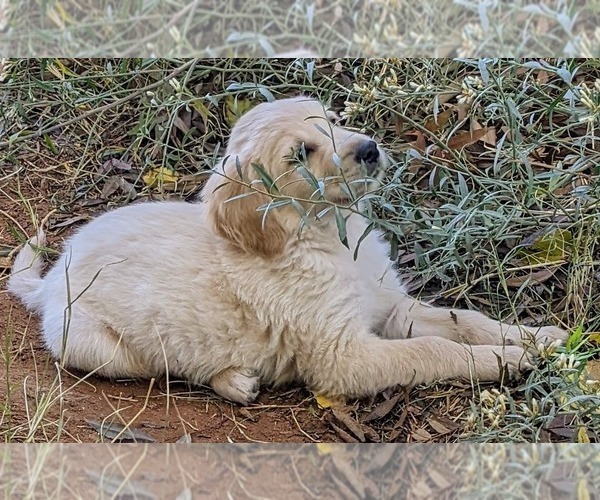 Medium Photo #11  Breeder Profile in LAS CRUCES, NM, USA