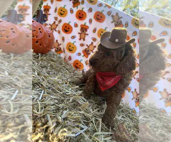 Medium Photo #5  Breeder Profile in INMAN, SC, USA