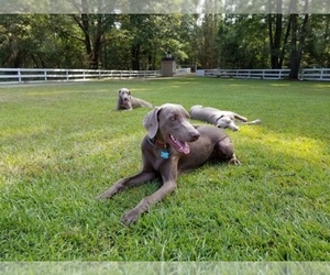 Weimaraner Dog Breeder near QUITMAN, TX, USA