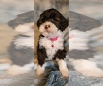 Small #5 Breeder Profile image