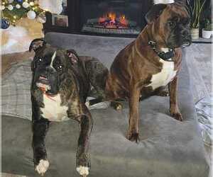 Boxer Dog Breeder near HILLSBORO, MO, USA