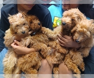 Goldendoodle (Miniature) Dog Breeder near BAKERSFIELD, CA, USA