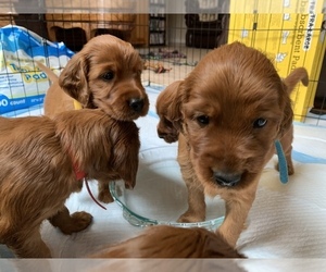Main photo of Irish Setter Dog Breeder near CHEHALIS, WA, USA