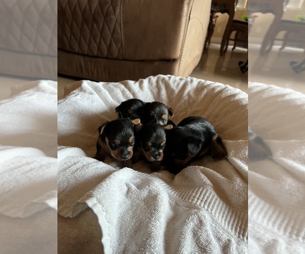 Medium Photo #3  Breeder Profile in FRESNO, CA, USA