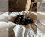 Small #2 Breeder Profile image