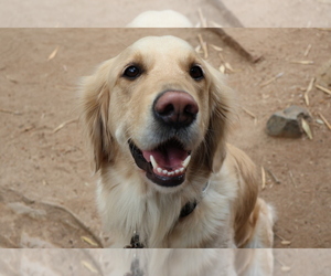 Golden Retriever Dog Breeder near SAN DIEGO, CA, USA