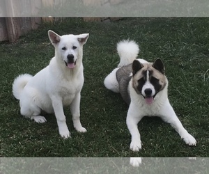 Akita Dog Breeder near BUDA, TX, USA