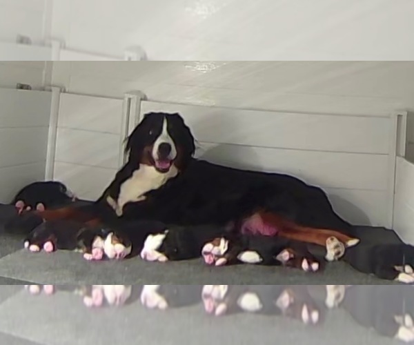 Medium Photo #4  Breeder Profile in BROOKHAVEN, MS, USA