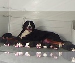 Small #3 Breeder Profile image