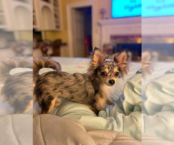 Medium Photo #88  Breeder Profile in HOMERVILLE, GA, USA