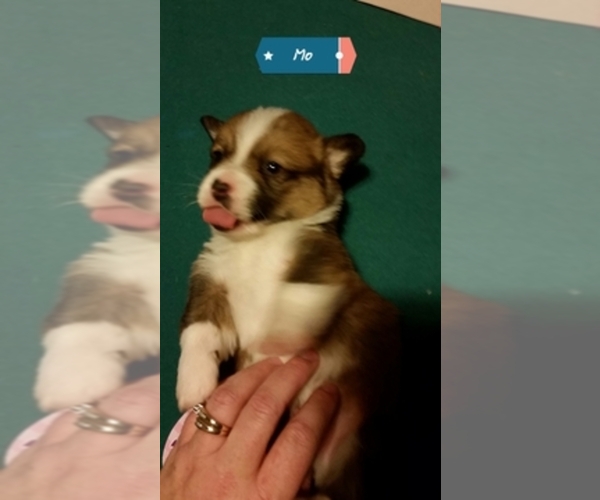 Medium Photo #1  Breeder Profile in MOUNTAIN VIEW, MO, USA