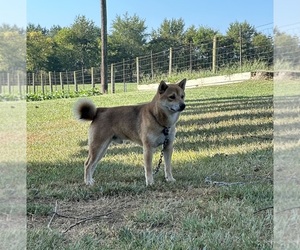 Shiba Inu Dog Breeder near HARRODSBURG, KY, USA