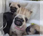 Small #10 Breeder Profile image