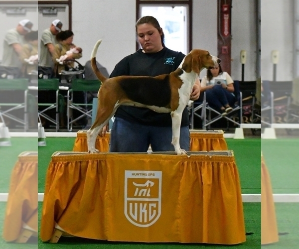 Medium Photo #1  Breeder Profile in JONESBOROUGH, TN, USA