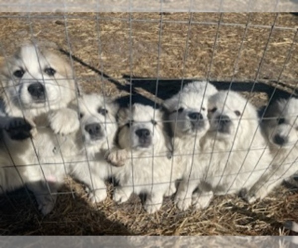 Medium Photo #1  Breeder Profile in WEST END, NC, USA