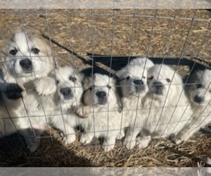 Main photo of Great Pyrenees Dog Breeder near WEST END, NC, USA