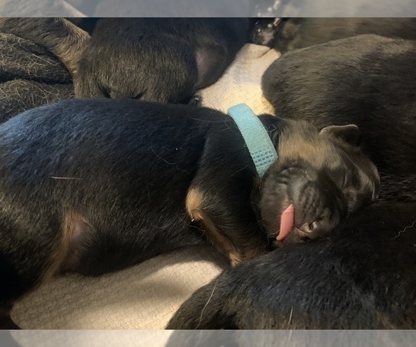 Medium Photo #49  Breeder Profile in PINON HILLS, CA, USA