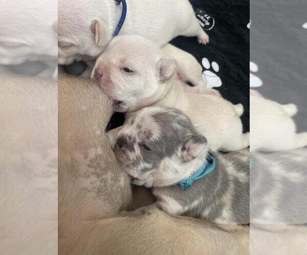 Medium Photo #6  Breeder Profile in FONTANA, CA, USA