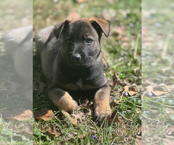 Medium Photo #1  Breeder Profile in WILMINGTON, DE, USA