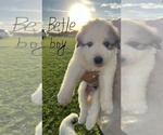 Small #6 Breeder Profile image