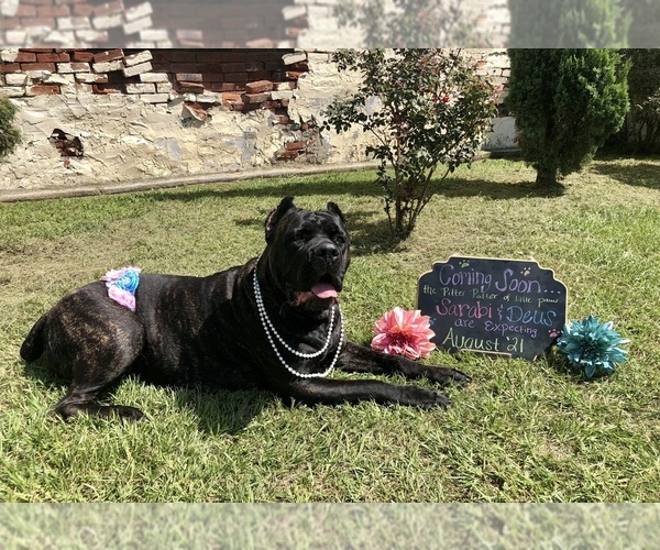 Medium Photo #1  Breeder Profile in SUMNER, GA, USA
