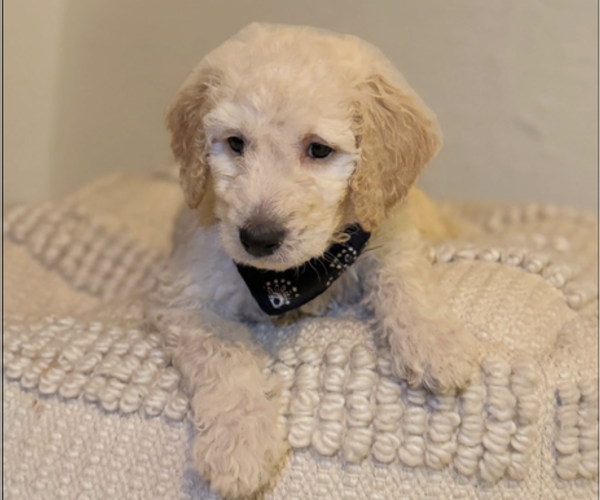 Medium Photo #3  Breeder Profile in FAYETTEVILLE, GA, USA