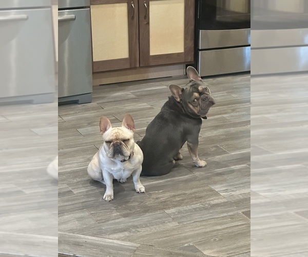 Medium Photo #6  Breeder Profile in BIG RAPIDS, MI, USA