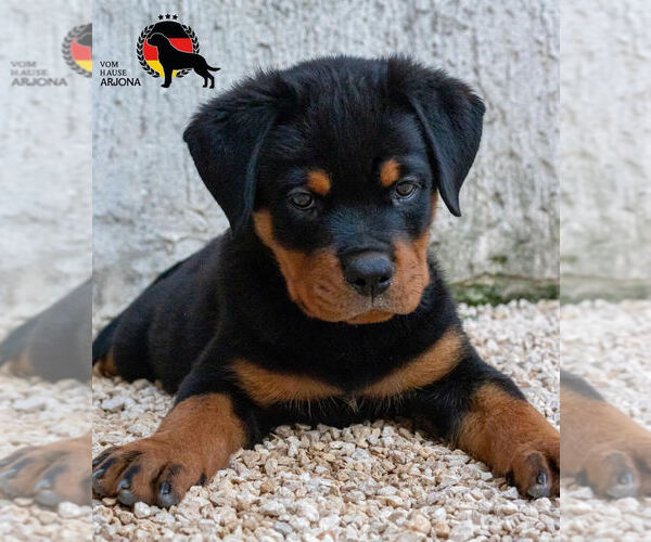 Medium Photo #1  Breeder Profile in SAN FRANCISCO, CA, USA