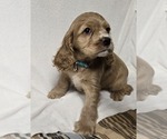 Small #21 Breeder Profile image
