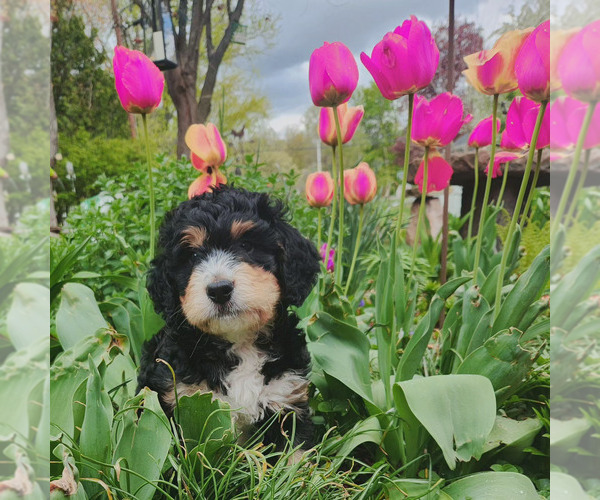 Medium Photo #7  Breeder Profile in EAST LONGMEADOW, MA, USA