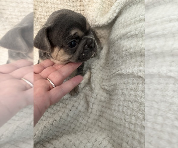 Medium Photo #19  Breeder Profile in JEFFERSONVILLE, IN, USA