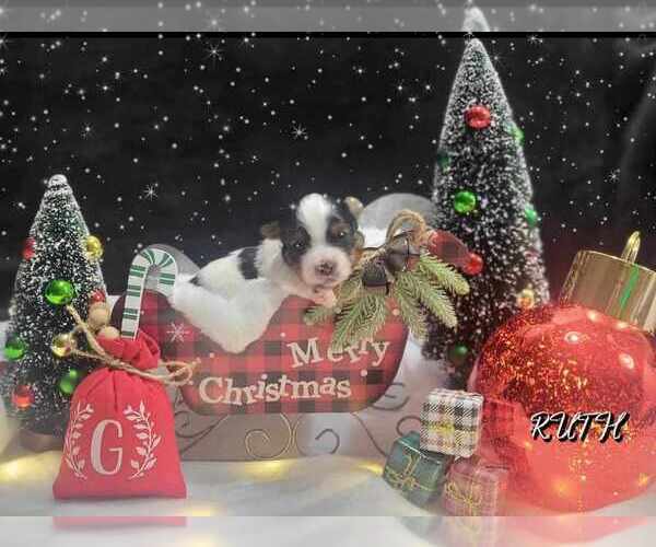 Medium Photo #4  Breeder Profile in FT WORTH, TX, USA