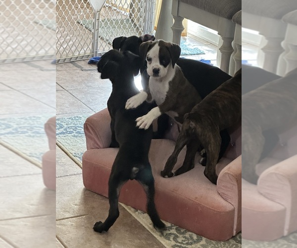 Medium Photo #1  Breeder Profile in PUEBLO, CO, USA