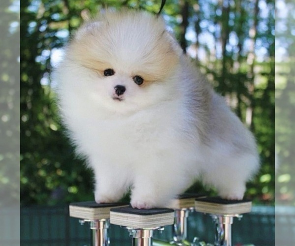 Medium Photo #1  Breeder Profile in LOS ANGELES, CA, USA