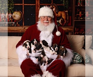 Boxer Dog Breeder near PAINTSVILLE, KY, USA