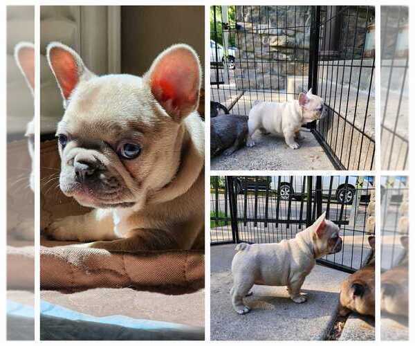 Medium Photo #2  Breeder Profile in NORTH BRANCH, MN, USA