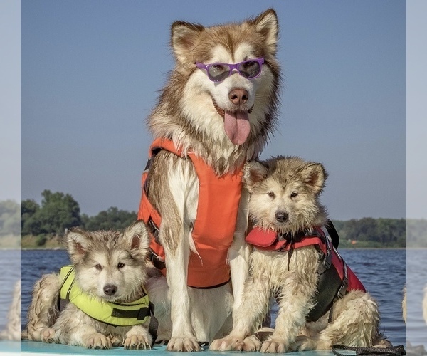 Medium Photo #5  Breeder Profile in FREDERICK, MD, USA