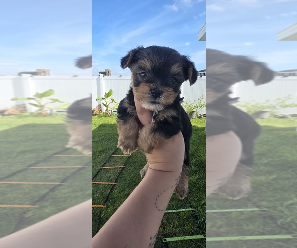 Medium Photo #4  Breeder Profile in HAINES CITY, FL, USA