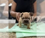 Small #4 Breeder Profile image
