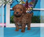 Small #67 Breeder Profile image