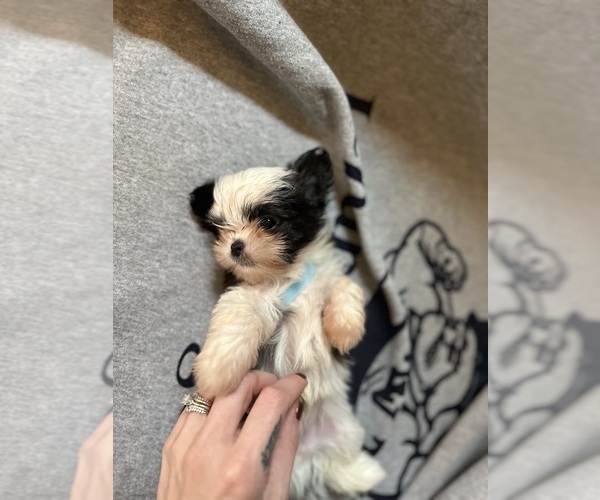 Medium Photo #6  Breeder Profile in HARRISBURG, PA, USA