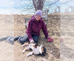 Golden Retriever-Shepadoodle Mix Dog Breeder near SHEBOYGAN FALLS, WI, USA